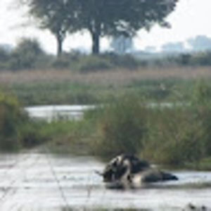 Meet your Posher, Gavin